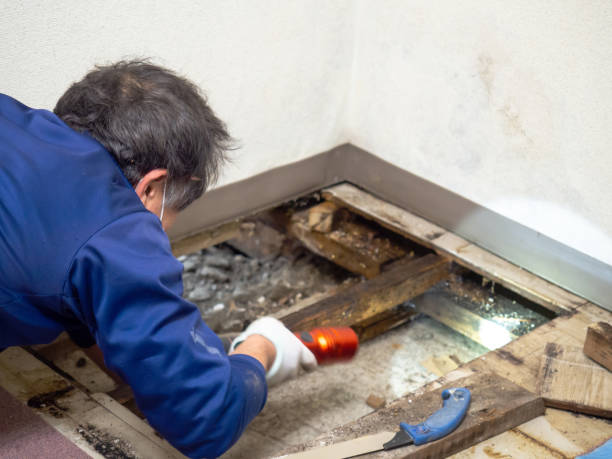Best Certified Mold Removal  in Halfway House, PA