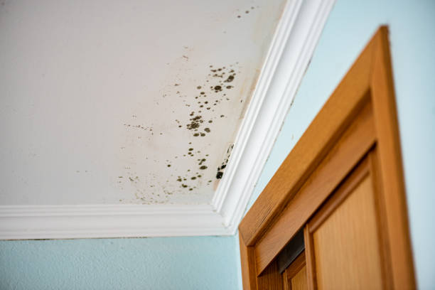 Best Water Damage Restoration  in Halfway House, PA