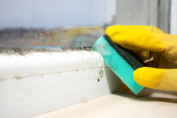 Best Mold Removal Company Near Me  in Halfway House, PA