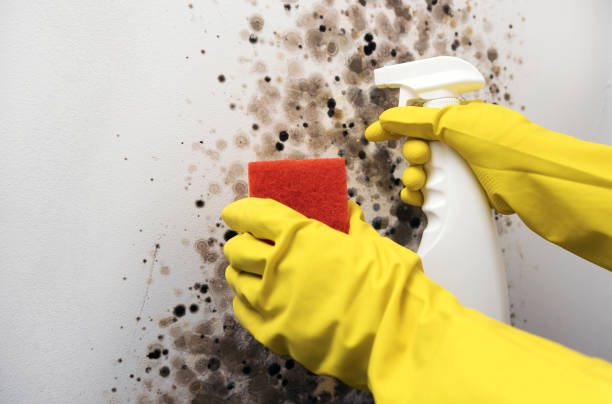 Best Crawl Space Mold Removal  in Halfway House, PA