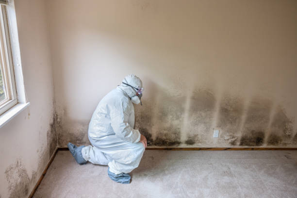 Best Professional Mold Removal  in Halfway House, PA