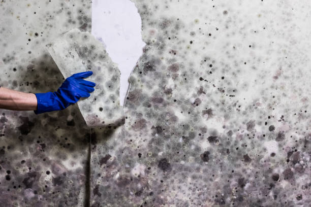 Attic Mold Removal in Halfway House, PA