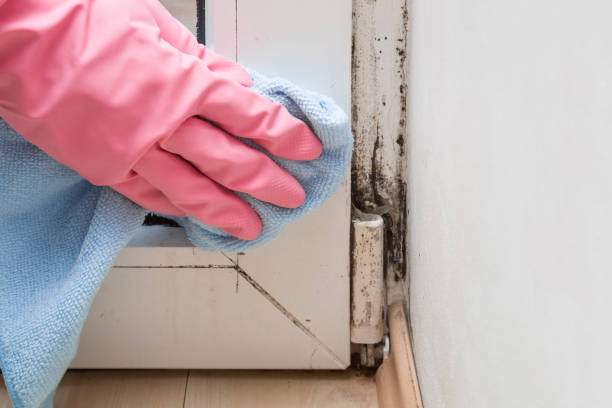 Certified Mold Removal in Halfway House, PA